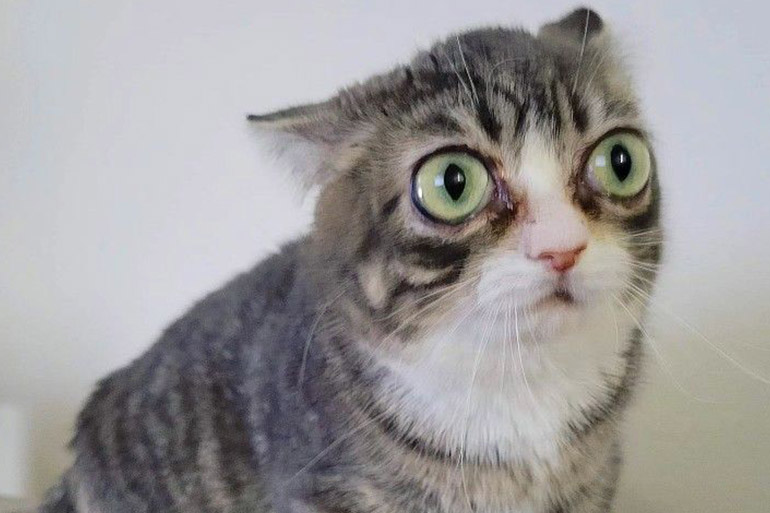 Wide-Eyed Cat (Winky)