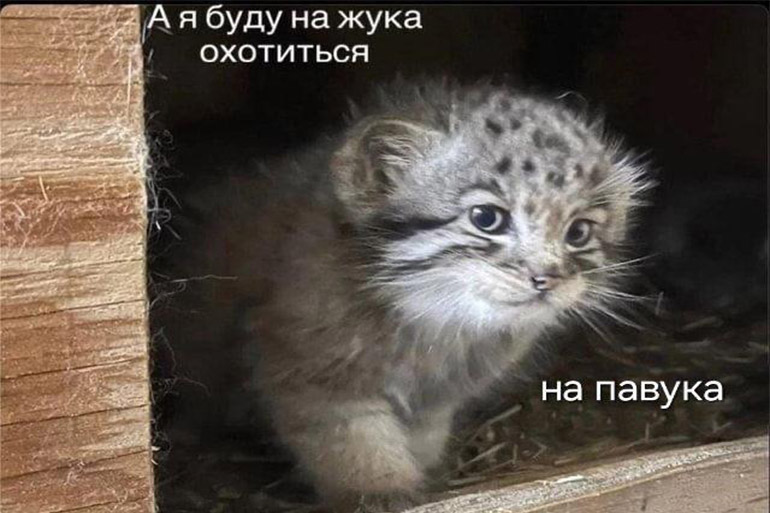 А я буду на жука охотиться на паука