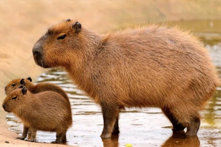 Capybara, Kakibara, Capybara (Capybara Song)