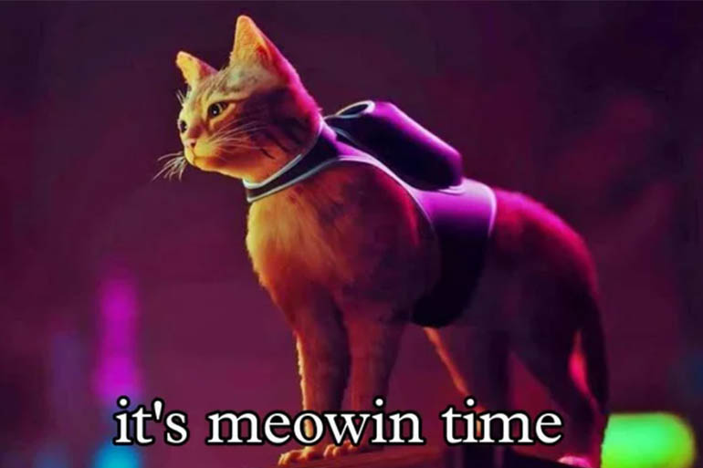 Stray Memes