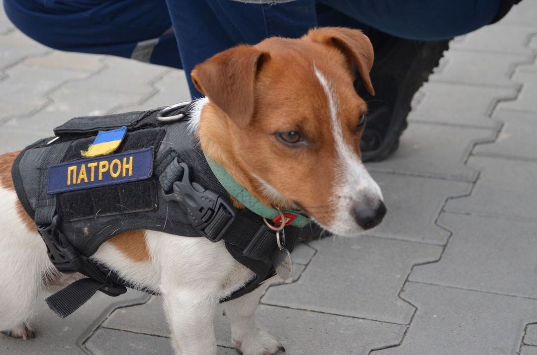 Пес Патрон