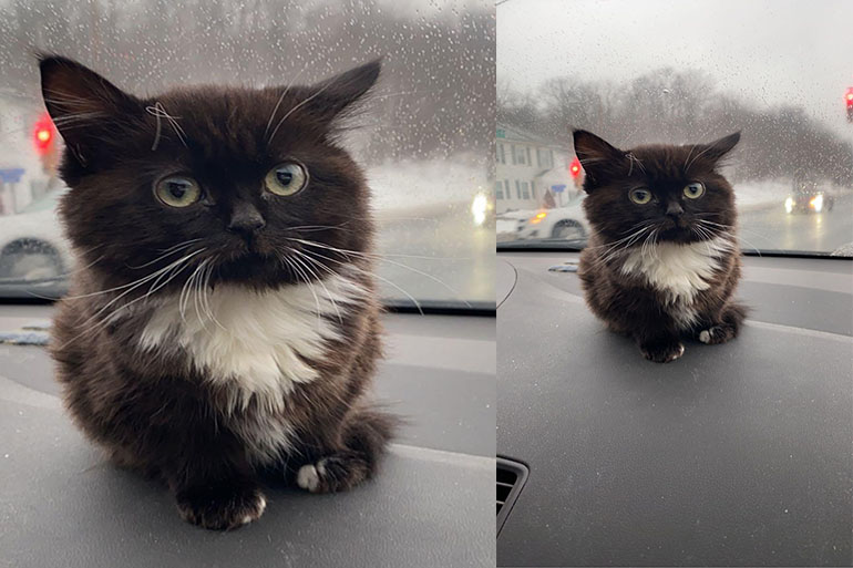 Котенок Чмоня