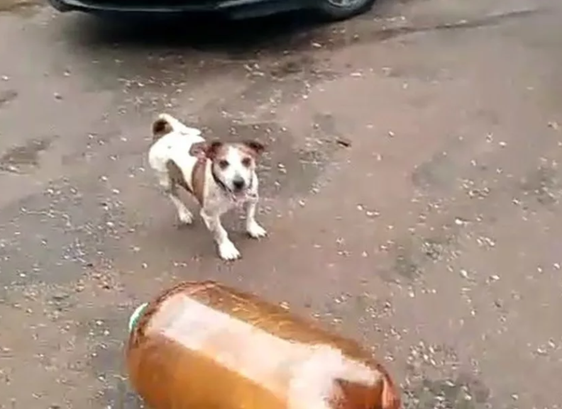 Dog and Keg (Sobaka i kega)