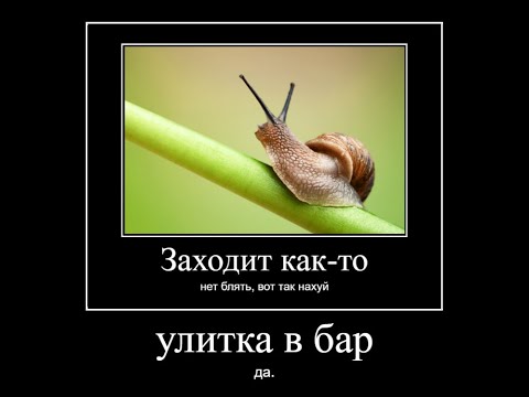 Улитка в баре
