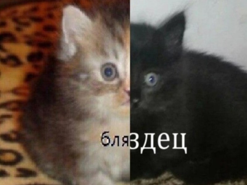 Бляздец