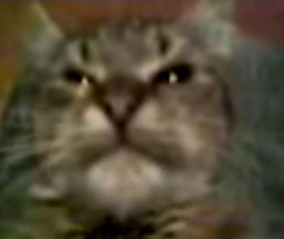 Kit, ty mamu mav? (“Cat, did you have a mother?”)
