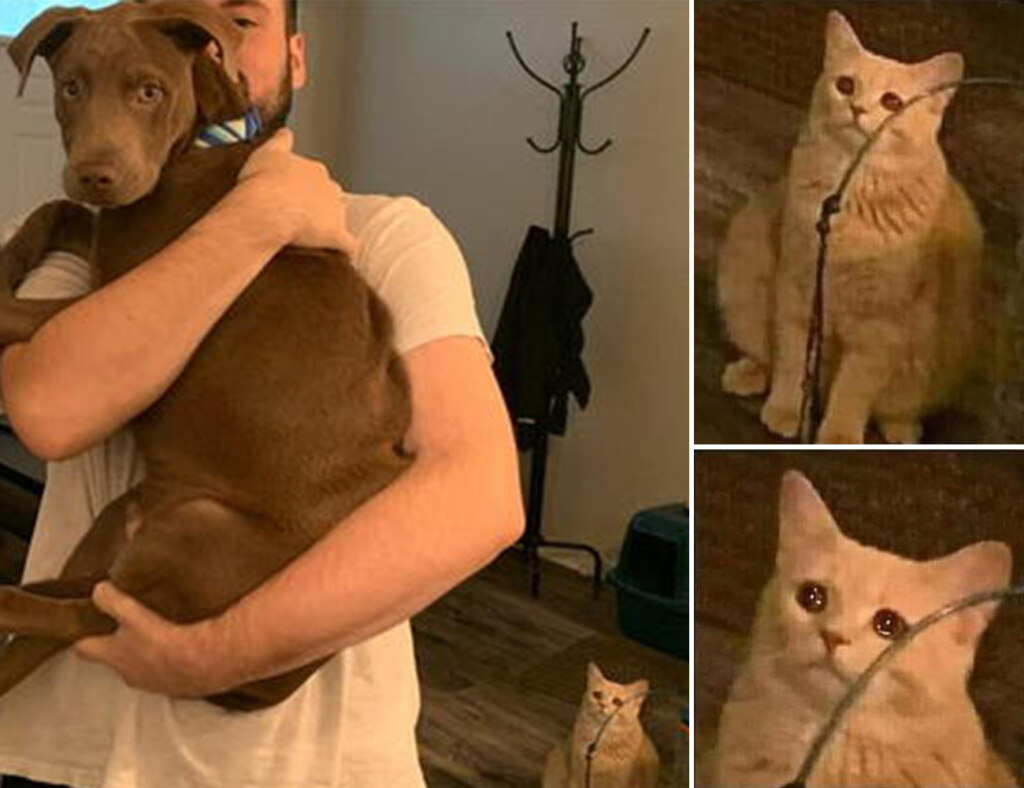 Cat Looking at Owner with Dog
