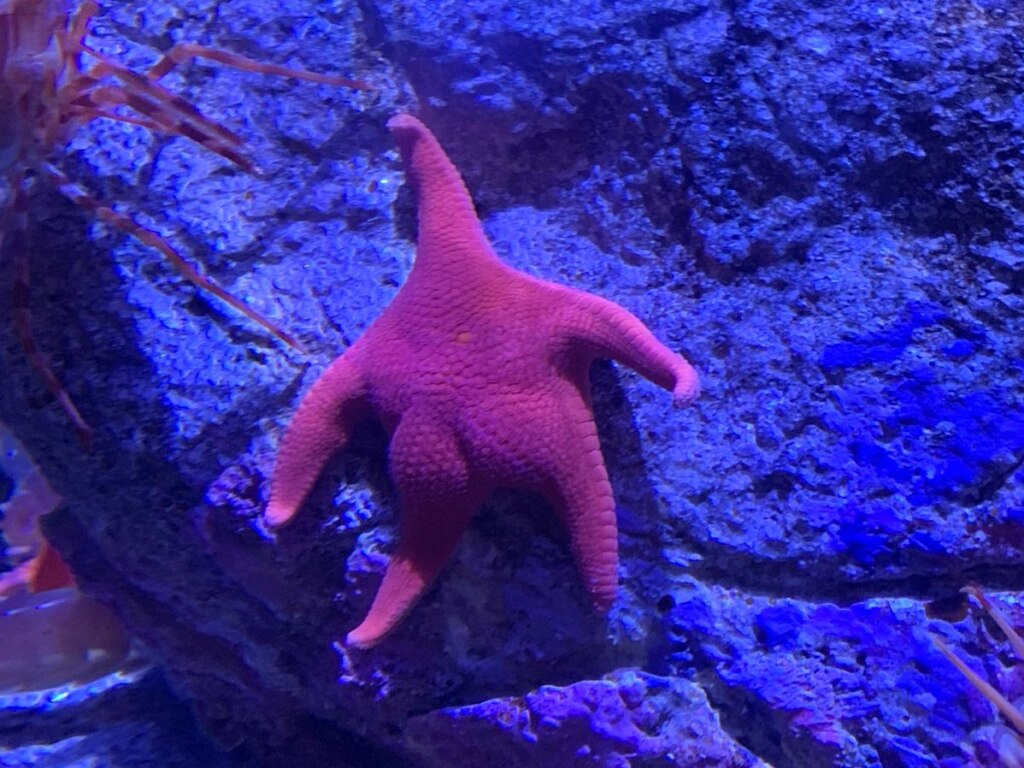 Patrick the Starfish in Real Life