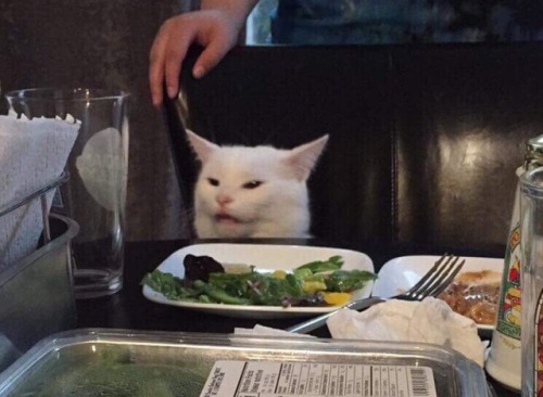 Puzzled Cat at the Table