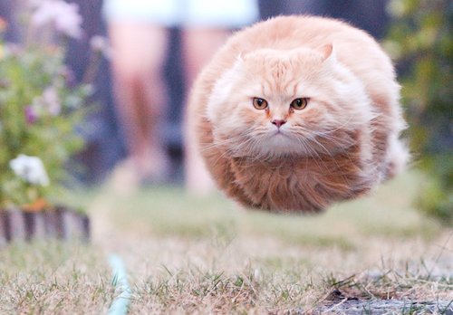 Flying Cat