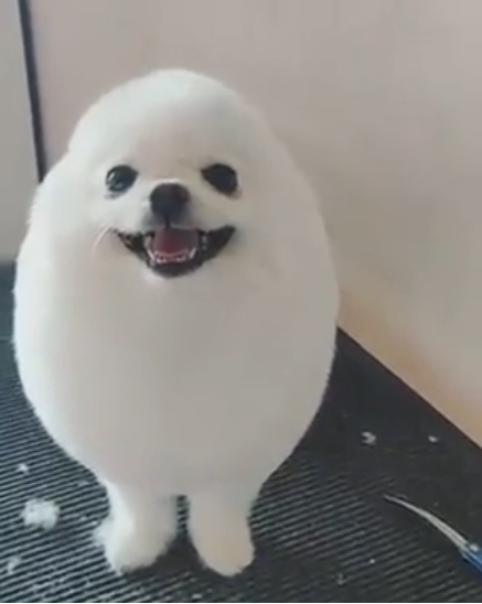 Eggdog