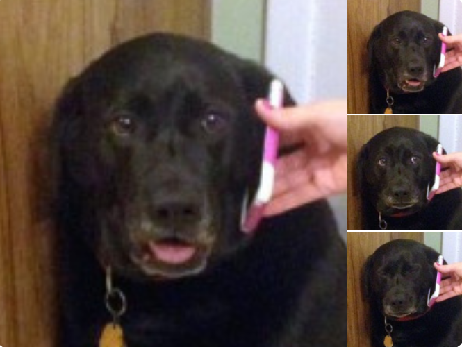 Black Dog with a Phone