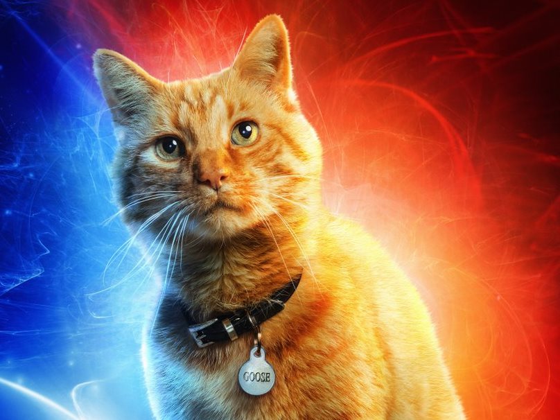 Goose the Cat