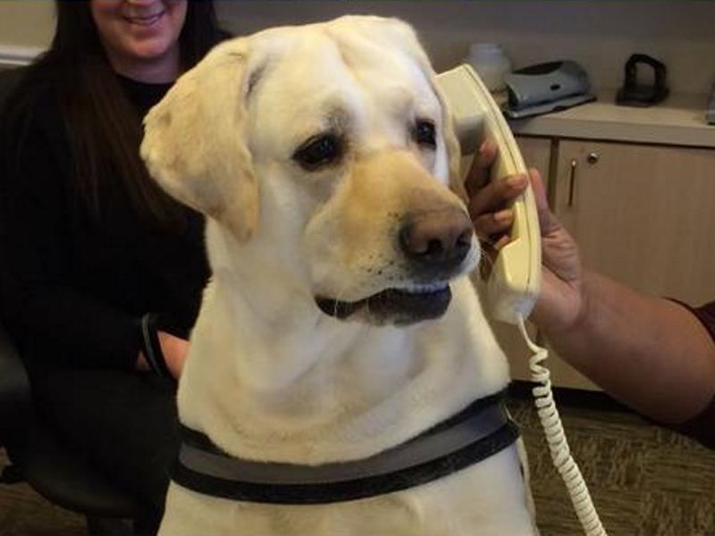 Dog Talking on the Phone
