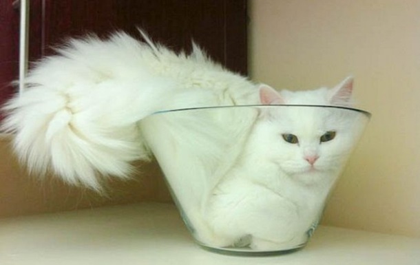 If It Fits, I Sits