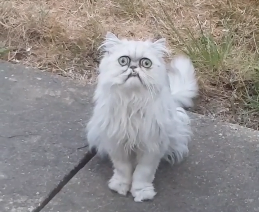 Страшный кот