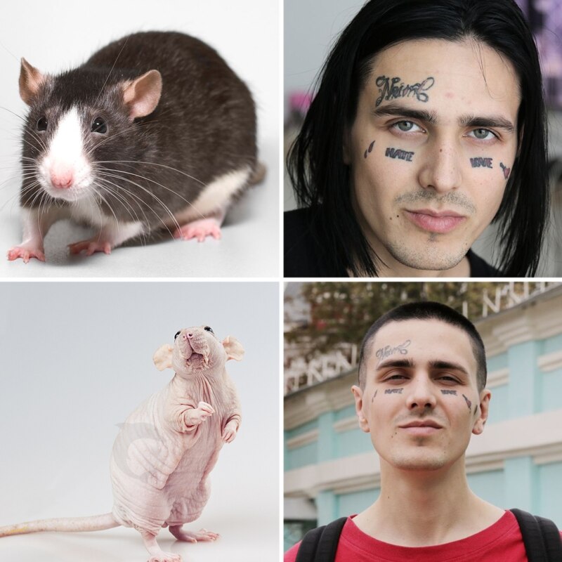 Face Is a Rat