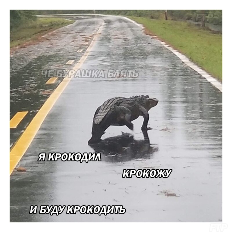 I'm a crocodile, I crocodile, and I will keep crocodiling