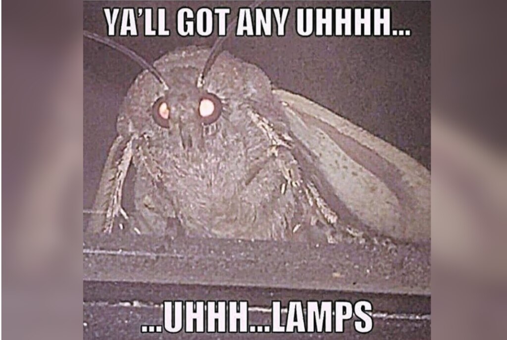 Мемы с молью (Moth Memes)
