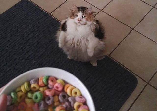 Cat Asks for Loops (Brother May I Have Some Loops)