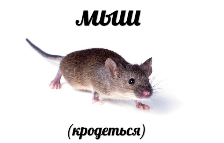 Mysh (krodetsya)