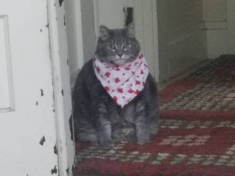 Толстый кот в слюнявчике (Есть чо покушот)