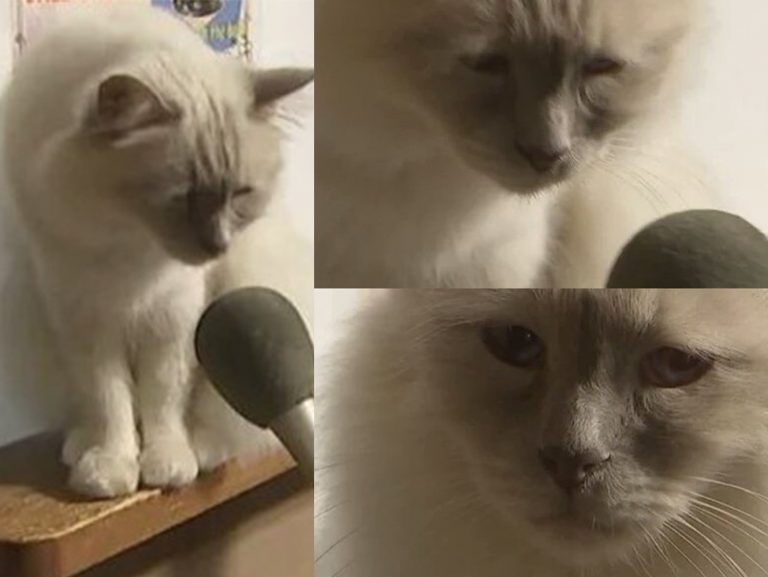 Interview with a Sad Cat
