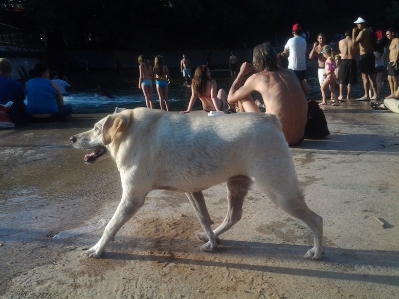 Sobaka Sutulaya (“Hunched Dog”)