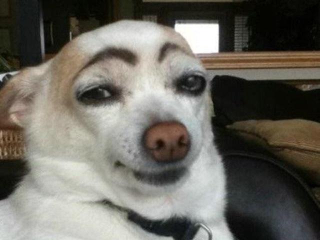 Dog with Eyebrows