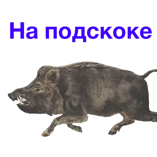 Метнулся кабанчиком (обкашлять вопросики)