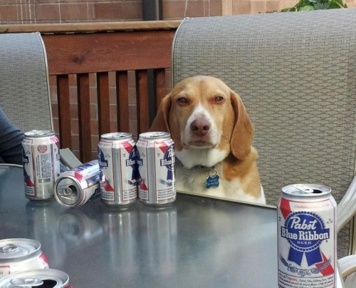 My Totem Animal