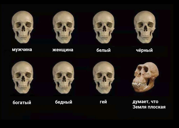 Сравнение черепов