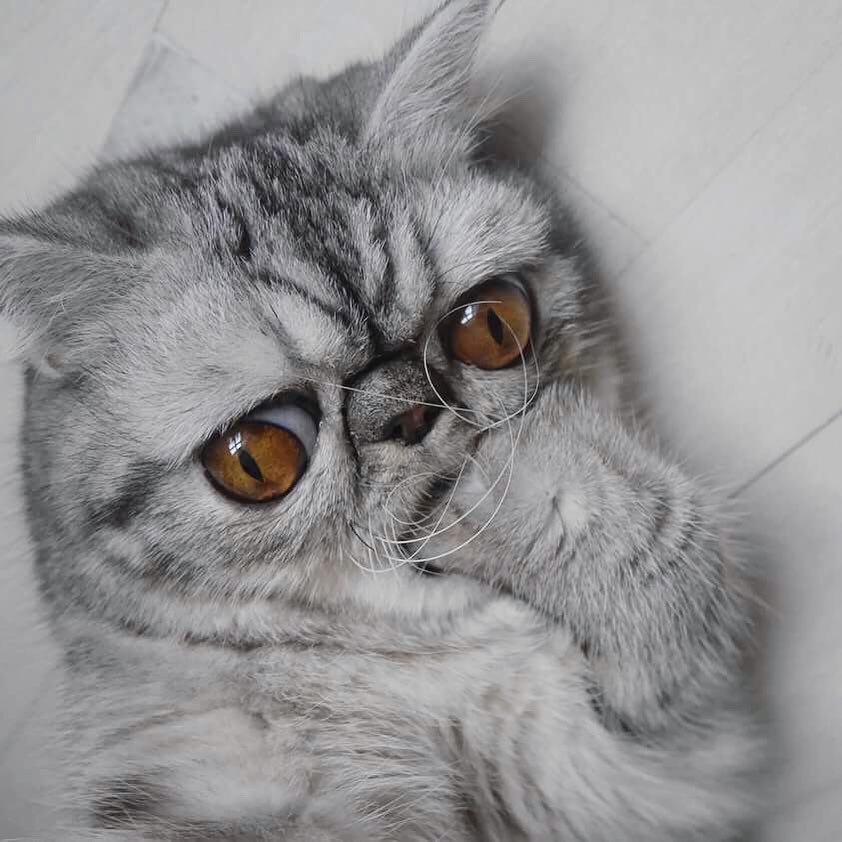 Кот кусает лапку