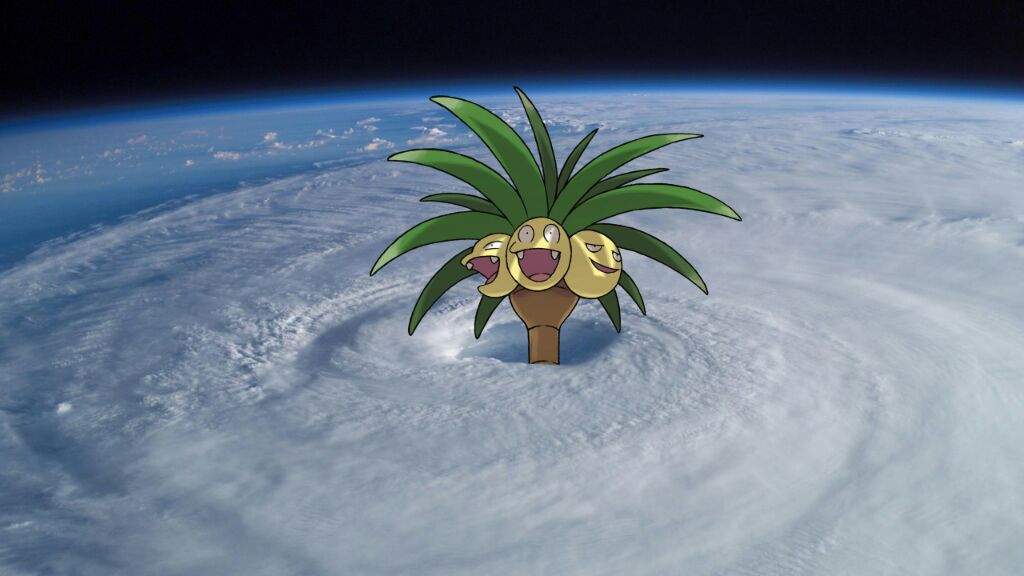 Hector the Palm Tree