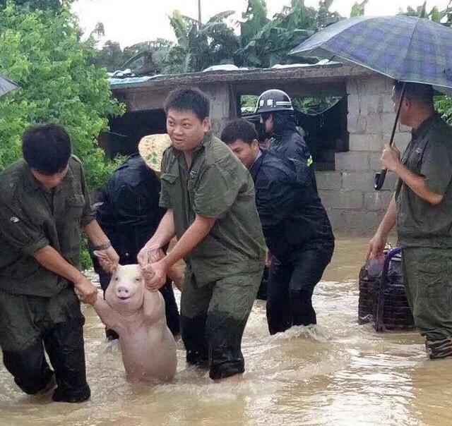 Pig Rescued During a Flood