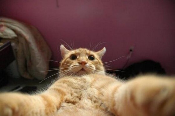 Johnny Catsville (Vlogger Cat)