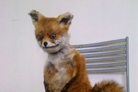 Stoned Fox
