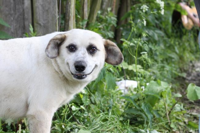 Smiley Dog and Suspicious Dog