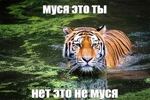 Муся это ты?