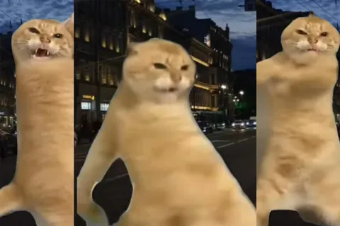 Рыжий кот танцует