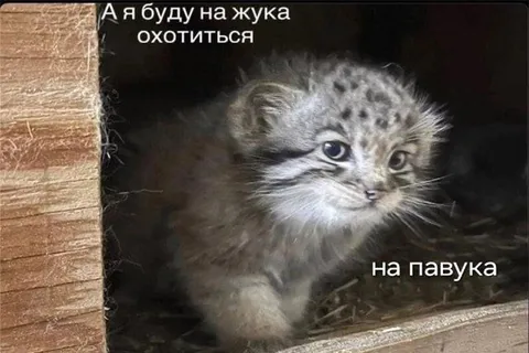 А я буду на жука охотиться на паука