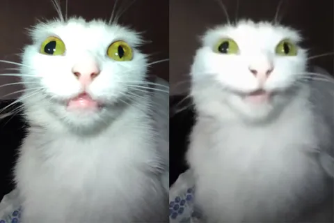 Белый кот говорит