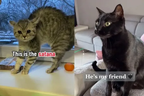 This Is A Satana. He’s My Friend