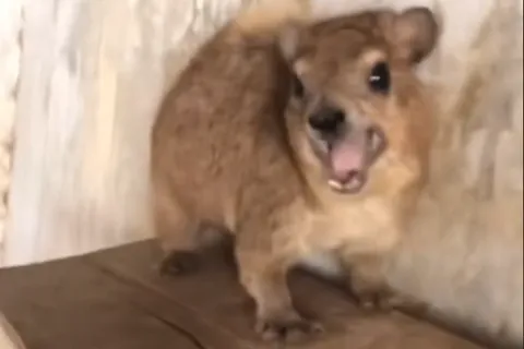 Кричащий даман