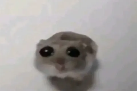Грустный хомяк с большими глазами