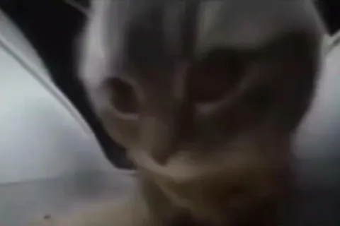 Чипи Чипи Чапа Чапа