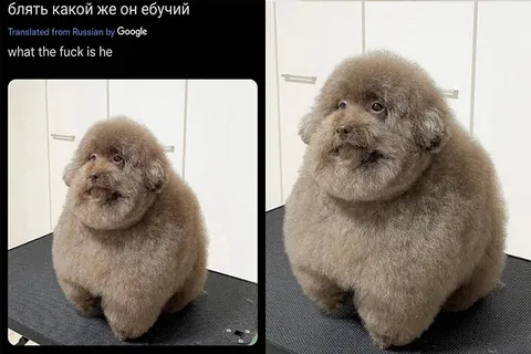 Fuck, What a Fucking Dog