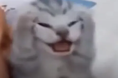 Котенок хватается за голову и кричит
