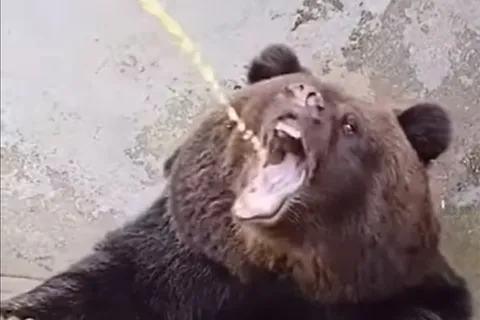 Медведь пьет мочу