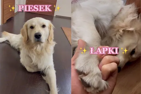 PIESEK (польская песня про песика)
